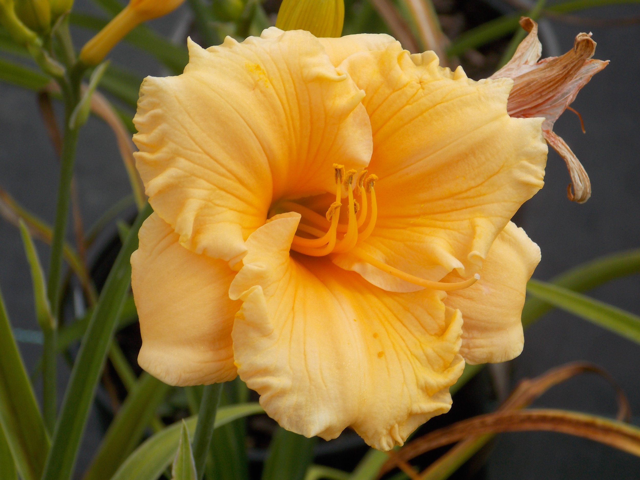 Lavendula — Corn Hill Nursery